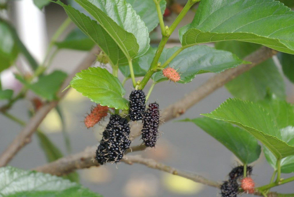 Mulberry Tree At Home
