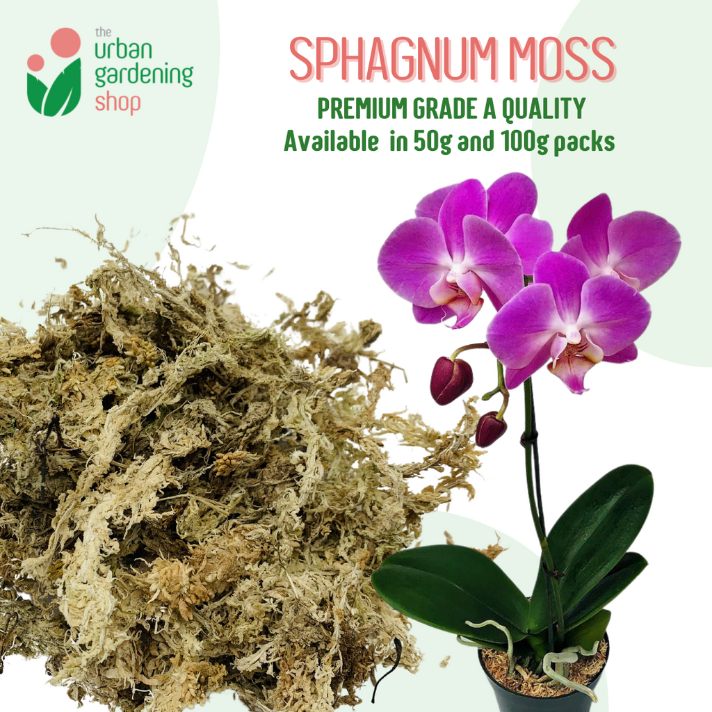  New Zealand Premium 9 QT Sphagnum Moss - Enhances Growth for  Orchids, Succulents, Garden Flowers, and Reptiles - Maintains Optimal  Humidity Levels : Patio, Lawn & Garden